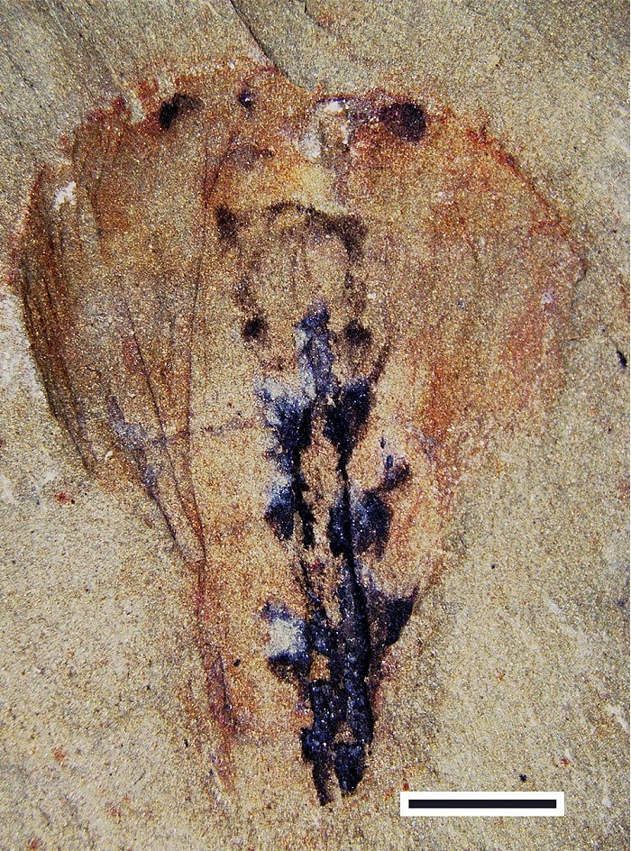 保存完好的化石揭示了5亿年前节肢动物祖先的大脑 - 4