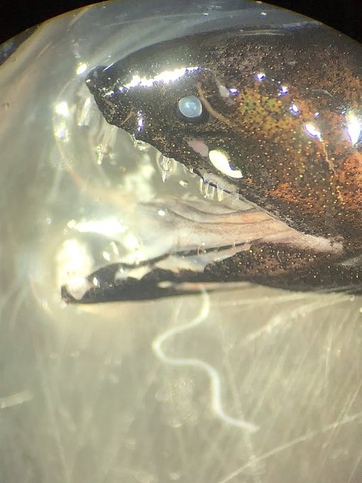 MBARI分享新视频：罕见的“美丽青铜深海龙鱼”闪闪发光 - 4
