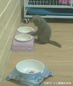 错过吃饭时间的小蓝猫，对着空空的猫碗发呆：没有饭，我吃啥？ - 1