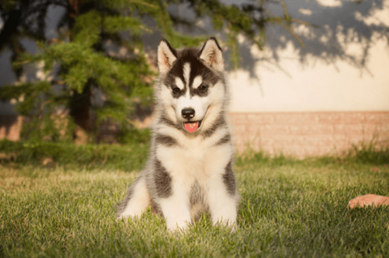 养宠心得：钙片狗狗幼犬 给幼犬补钙只考虑钙片好吗？ - 4