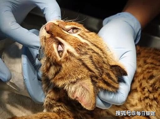网友偶然救起一只小奶猫，养了几天发现不对劲，专家：这是石虎！ - 6