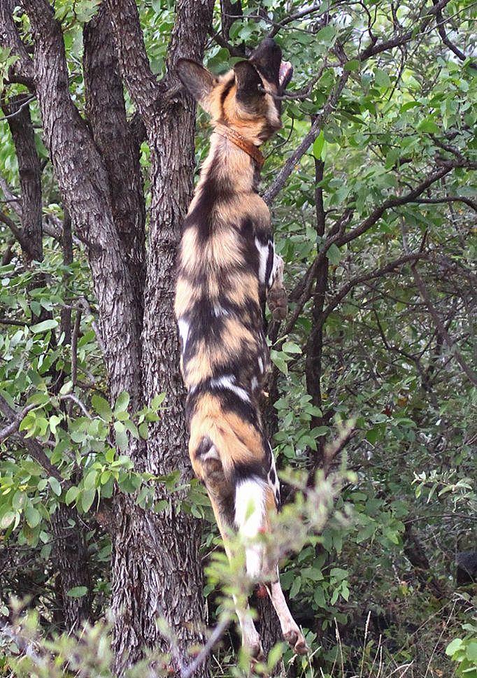 被野犬逼上树顶的花豹 - 2