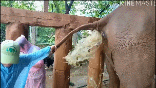 大象便秘兽医帮忙灌肠，管子拔出来被狂喷一脸！让人佩服 - 3