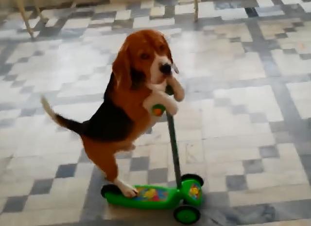 自从学会玩滑板车，比格狗狗开始耍起小脾气了 - 1