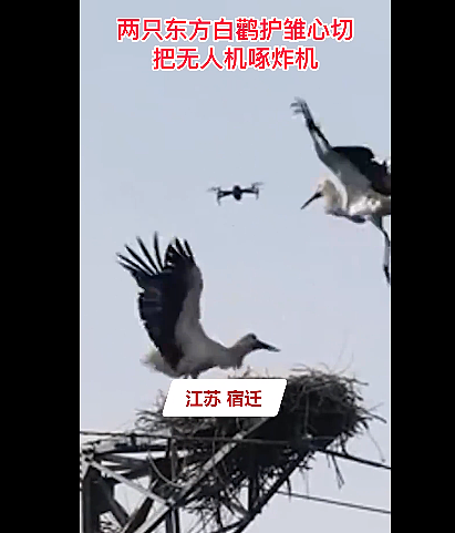 “鸟中国宝”东方白鹳遭无人机靠近 仅2秒将其啄飞 - 1