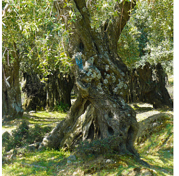 最老的橄榄树是什么？在什么地方？ - 1