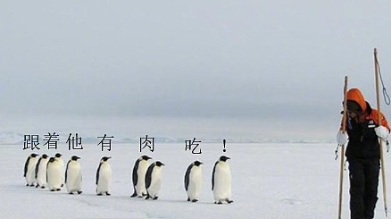 动物的迷之可爱习性，企鹅认人做“大哥”，小熊猫的威吓认真的？ - 1