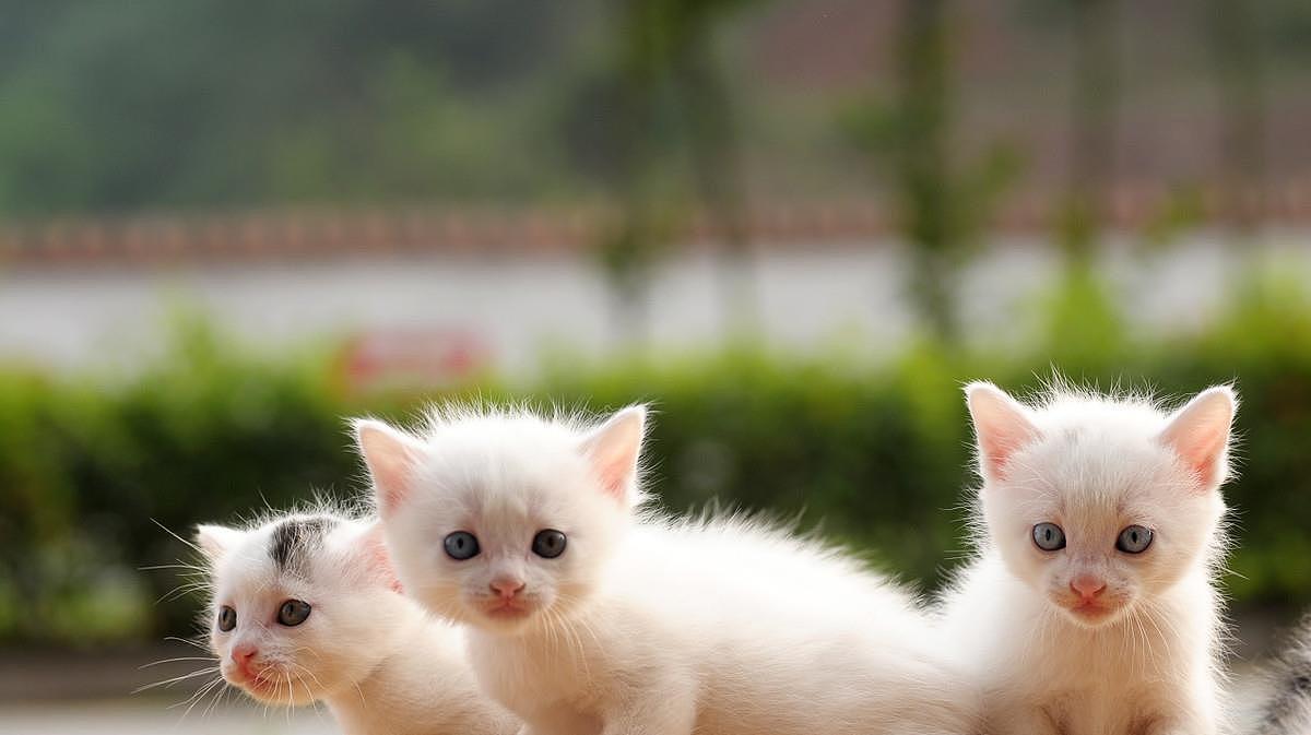 世界最小猫皮堡斯被发现，仅3个鸡蛋大小 - 4