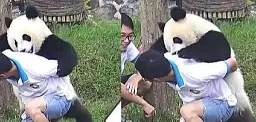 大熊猫想要奶爸背背，可看到熊猫的举动后，奶爸：你还要我怎样？ - 3