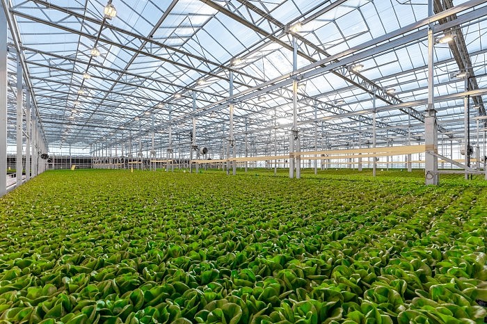 Gotham Greens在美国加州开设10英亩垂直蔬菜农场 - 1