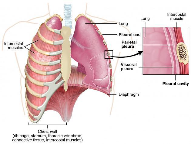 肺部的肌肉组织