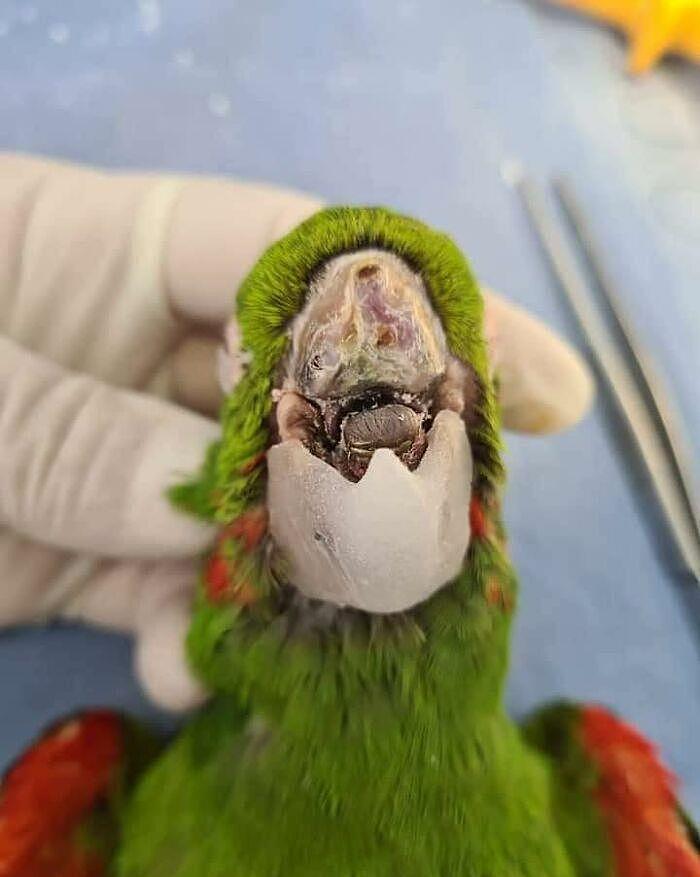 拯救鹦鹉！巴西一只鹦鹉的喙严重受损，装上人工喙后可以吃米糊 - 9