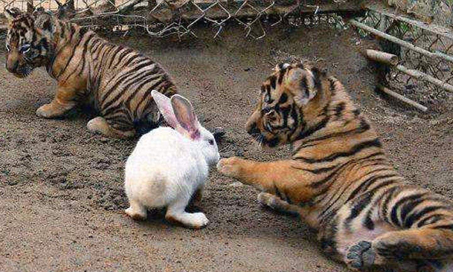 饲养员想激发小老虎的兽性，丢进几只兔子，游客：看一次笑一次！ - 1