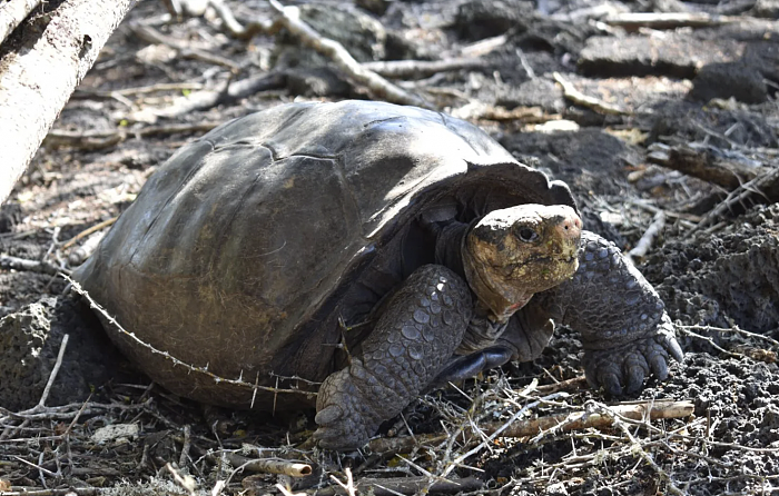 科学家发现一种被认为已经灭绝的巨龟还活着 - 2