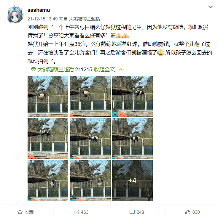北京动物园一大熊猫越狱，动作行云流水，去年还曾掰断监控 - 4