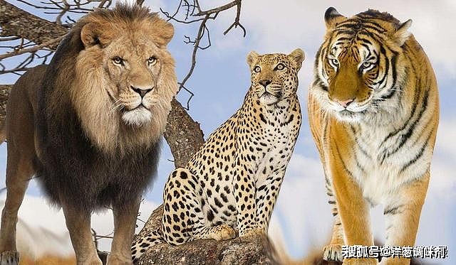 从狮虎兽和虎狮兽就可以看出来，雄狮的基因比老虎的基因强大？ - 8