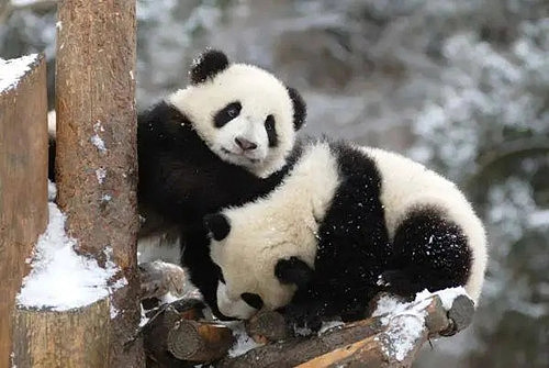 大熊猫国家公园的地理环境 - 1