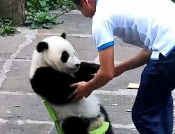 刚洗完澡熊猫就开始闹腾，饲养员灵机一动掏出手机，熊猫：拍美些 - 3