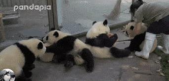 熊猫抢走饲养员扫把，还躲进枯叶里不出来，萌化网友们的心 - 5