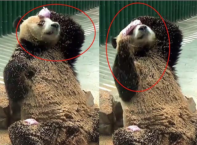 熊猫给自己“搓澡”，看见它用的“搓澡巾”，网友：要“挨打”！ - 2