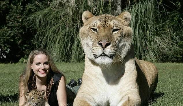 吓人！世界上体型最大的猫科动物，仅存一千头，不是老虎！ - 3