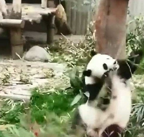 熊猫为了折断竹子，使用了打狗棍法！网友：厉害了！ - 3