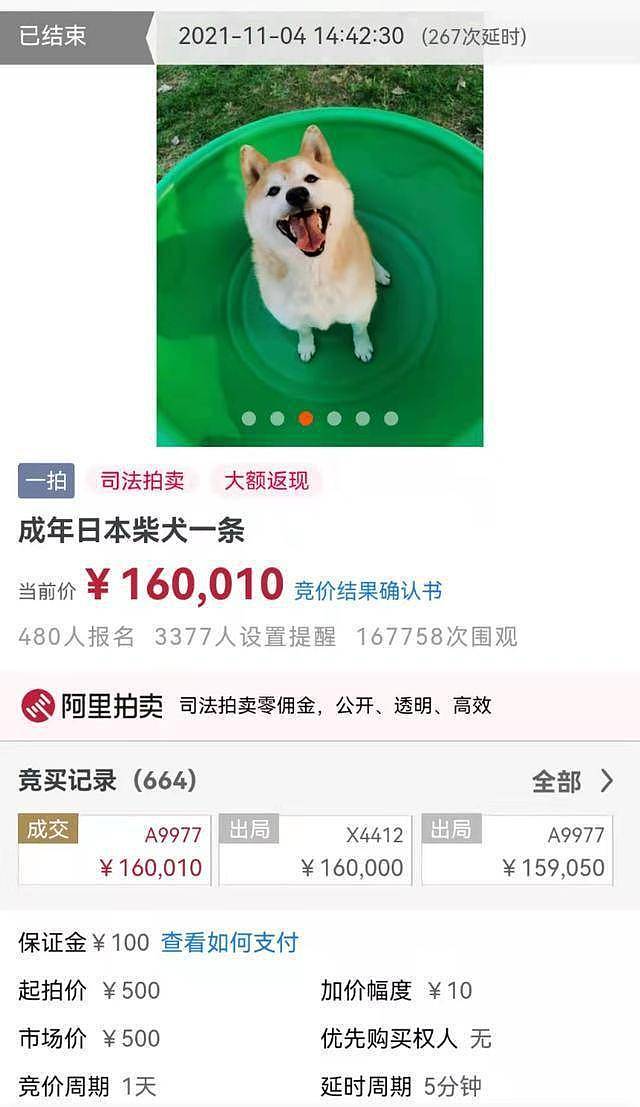 16万元！网红柴犬“登登”拍出天价 买受人：要给它一个安稳的家 - 3