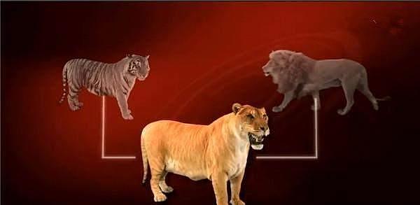 狮虎兽气场太强, 老虎和狮子也只能俯首称臣 - 3