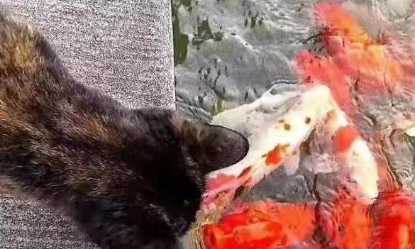 小猫锦鲤池边蹲点两天，成功抓到鱼竟成网红，网友：快转发这只猫 - 2