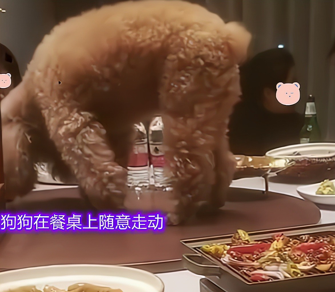 给狗狗庆生？巨型贵宾犬坐在饭桌中间吃菜，一大家子人陪着胡闹 - 2
