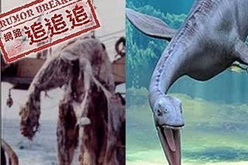 1977日本蛇颈龙是真的吗 揭秘日本1977海怪蛇颈龙 - 2