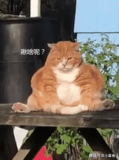 老远看到桌子上坐着啥，镜头放大发现是只橘猫：你咋可以这么胖 - 4