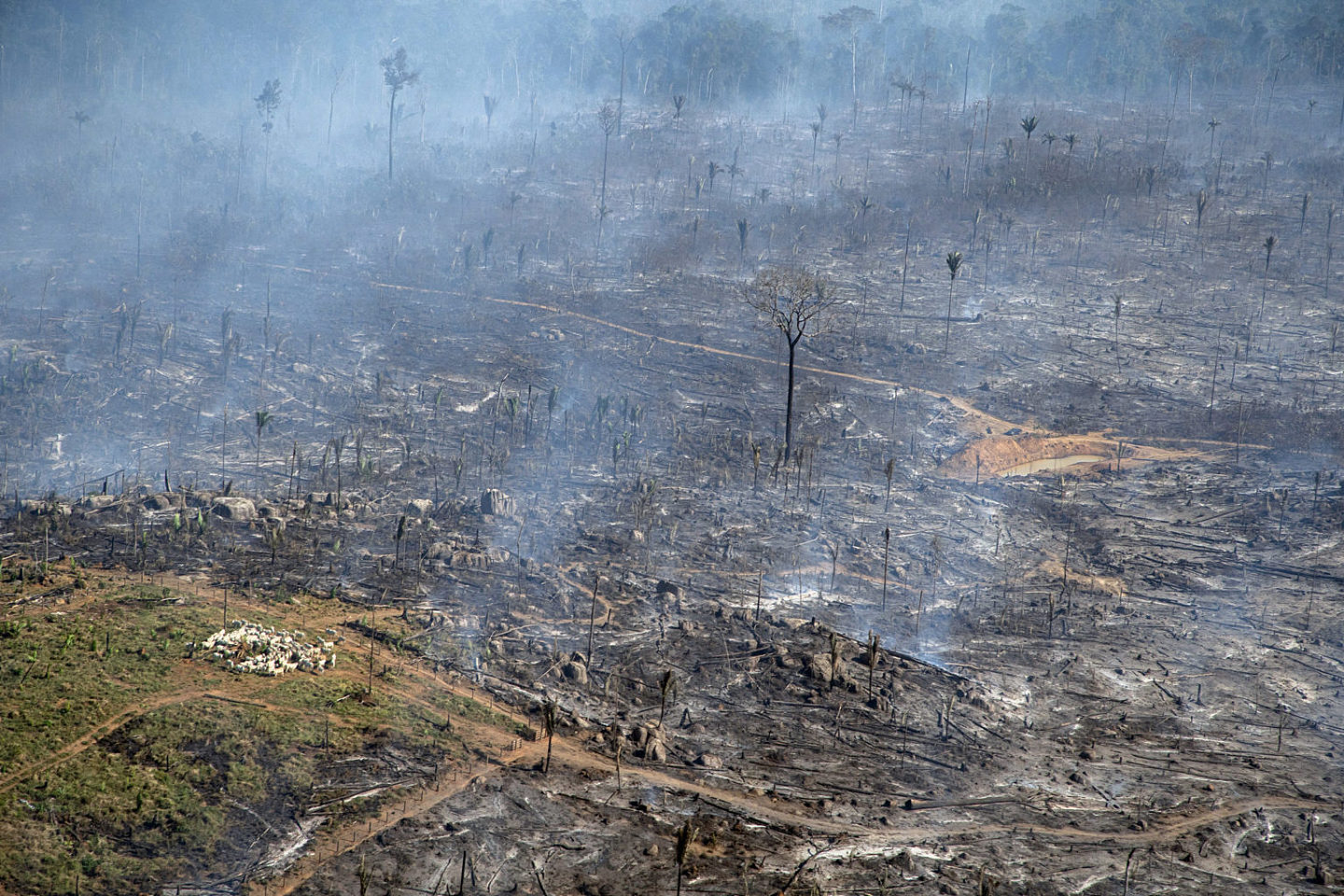 巴西亚马孙地区森林砍伐面积处于近五年来第二高水平 - 4