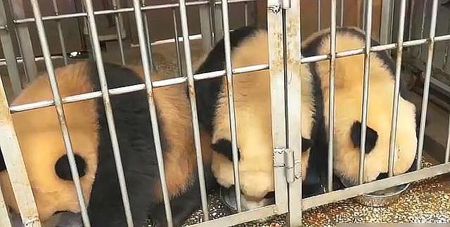 熊猫为了盆盆奶主动进笼子, 差点化身“食铁兽”, 网友: 好萌 - 5