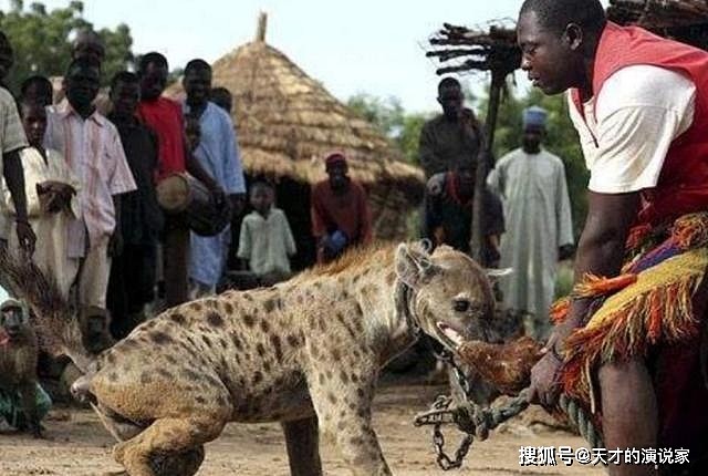 非洲人能“驯服”鬣狗？怪不得连狮子都不怕的它，看到非洲人就跑 - 5