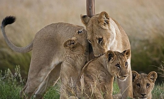 什么动物能够杀死狮子，野生非洲狮的综合战斗力到底有多恐怖？ - 2