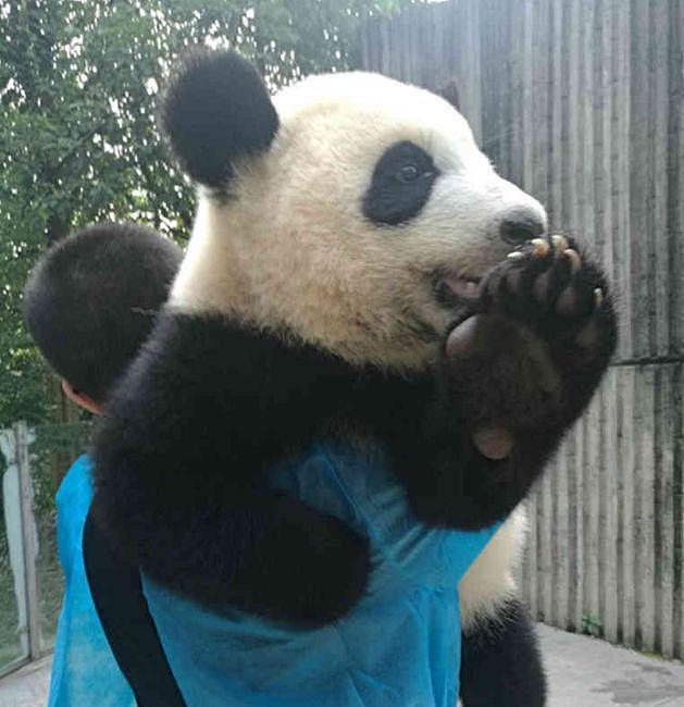熊猫玩得不想回家, 奶爸直接扛走, 大熊猫抬爪: 猫粉们再见! - 3