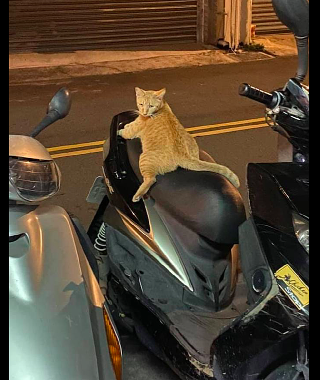 一只橘猫趴在摩托车座垫上，坐姿非常的豪放，猫：带我回家吧！ - 2