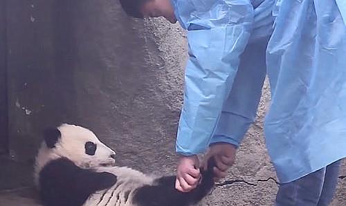 熊猫瘫倒在地，饲养员的反应过于真实：我家缺的是黑白拖把吗 - 2