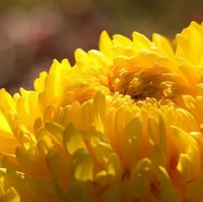 重阳节赏菊：菊花与重阳节的不解之缘 - 1