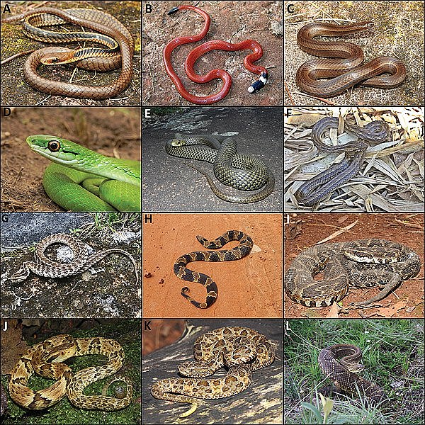 600px-Snakes_from_the_Serra_do_Papagaio.jpg