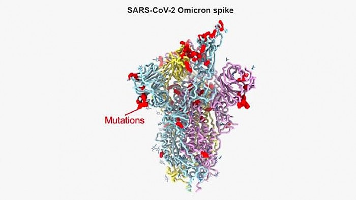 SARS-CoV-2-Omicron-Spike-Protein-Model.jpg