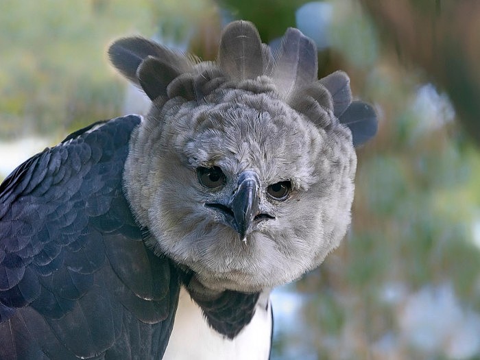 Harpy-Eagle-Close-Up.jpg