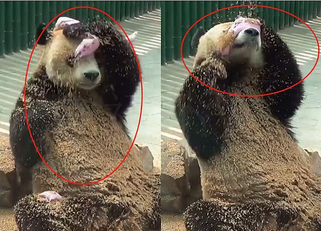 熊猫给自己“搓澡”，看见它用的“搓澡巾”，网友：要“挨打”！ - 3
