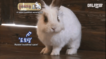 韩国最“佛系”兔子！拜佛两年斩断前尘，戒掉了胡萝卜世俗的欲望 - 4