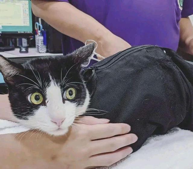 奶牛猫在诊所“撞衫”，医生抱出同款猫，猫：铲屎官，你别抱错了 - 2