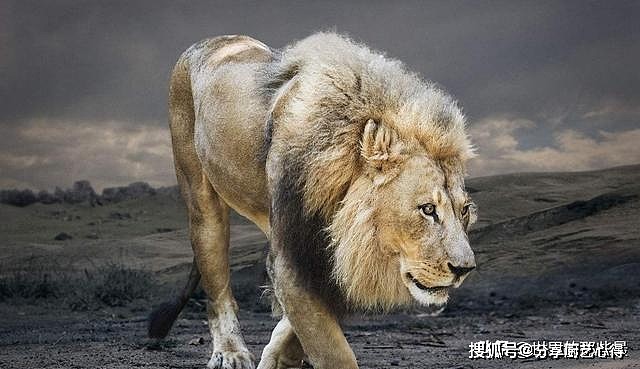 非洲大草原上独居的流浪雄狮，实力会不会超过野生老虎？ - 5