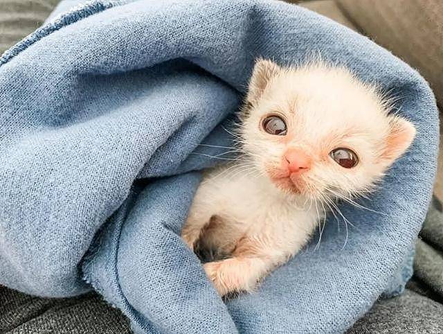 网友捡回一只小奶猫，小猫睁开眼后惊呆了众人：这是捡到宝了 - 3