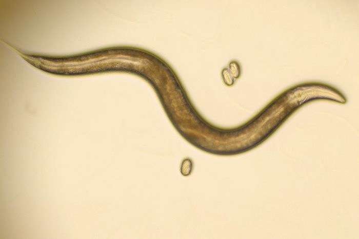 Roundworm-C-elegans-777x518.jpg