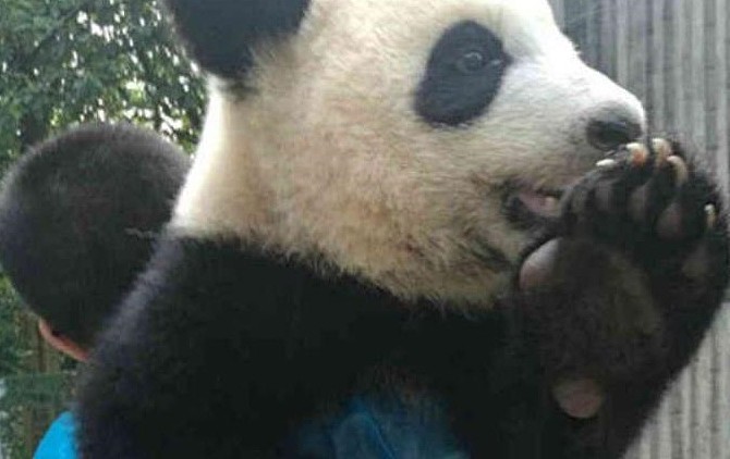 熊猫团子玩嗨了，不想回笼子里，被奶爸直接扛走，小表情太萌了 - 2